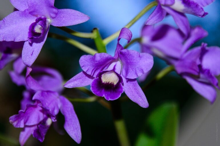 art, beautiful flowers, bloom-1845471.jpg