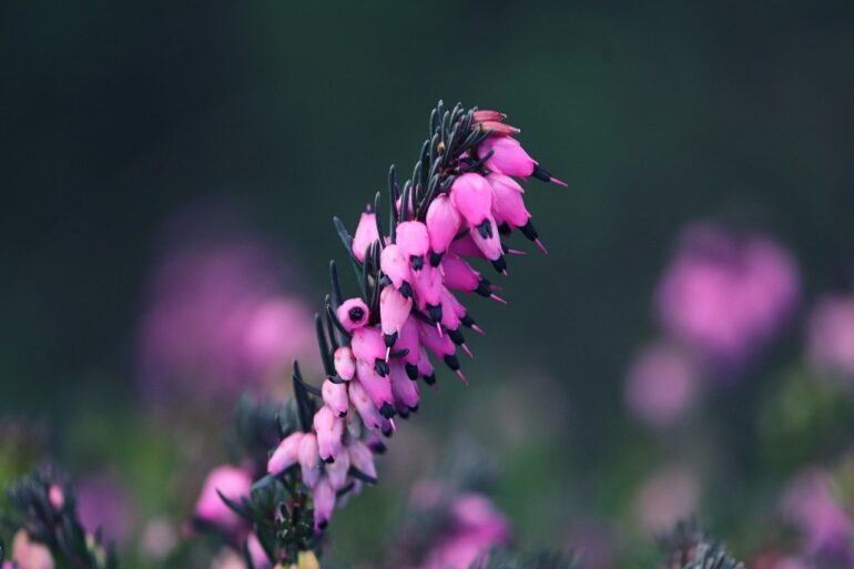 flower, erica, heather-7697306.jpg
