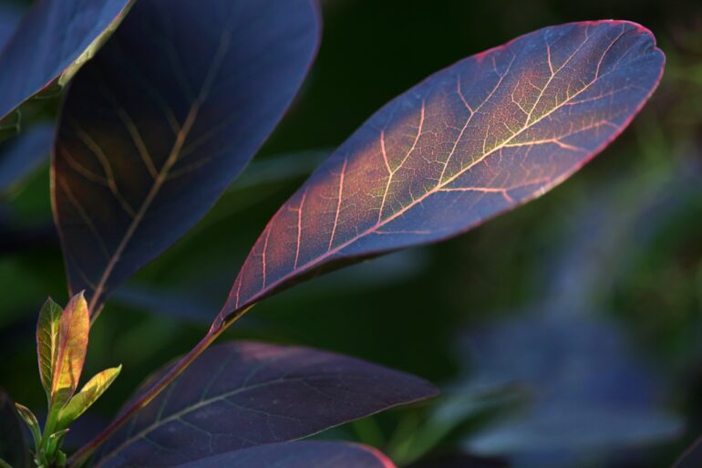 leaf, wig bush, ornamental shrub-7343802.jpg