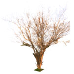vista de mi primer árbol: Crespón