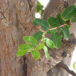 P1100181