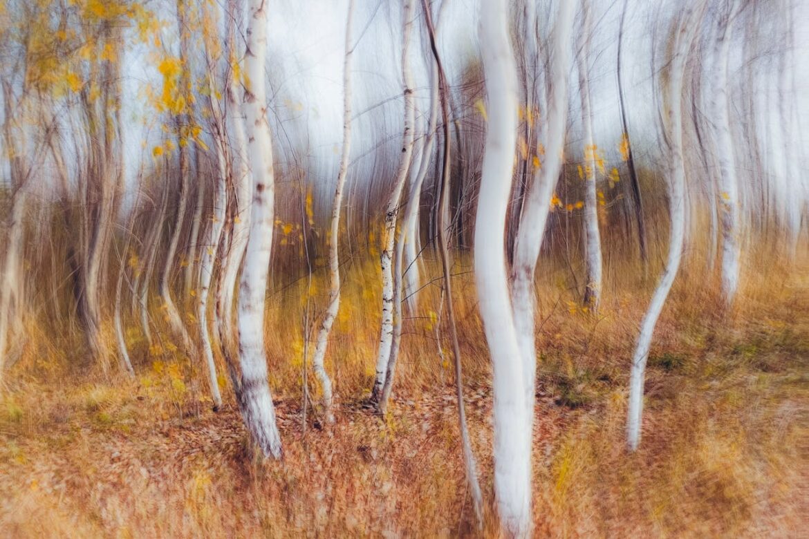 Blurry abstract art featuring a birch tree forest with autumn colors.