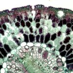 Detailed close-up of a plant stem cross-section showing cellular structure.